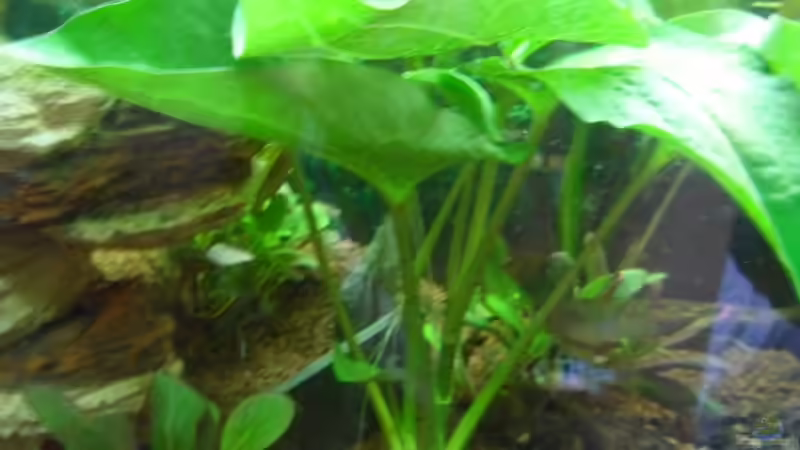 Pflanzen im Aquarium Geselschaftsbecken  112 L von McCena (5)