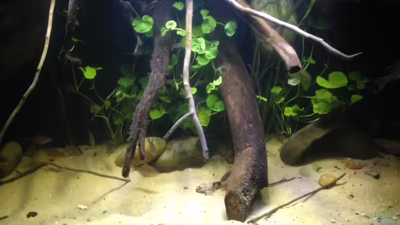 Pflanzen im Aquarium Gibt es nicht mehr. von Dominik Wexenberger (18)