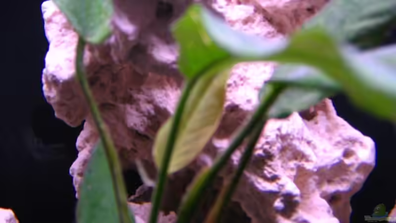 Pflanzen im Aquarium Gladsheim von T H O R (11)