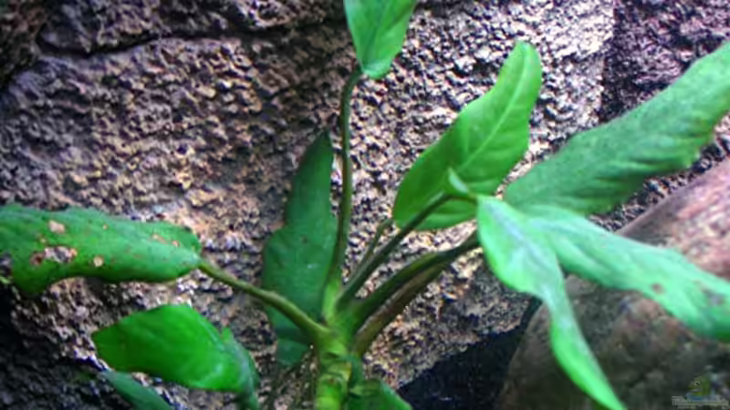 Pflanzen im Aquarium Gladsheim von T H O R (12)