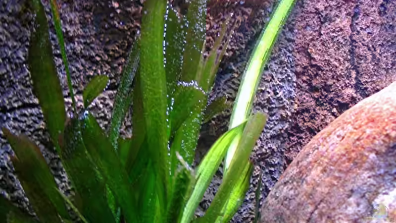 Pflanzen im Aquarium Gladsheim von T H O R (13)