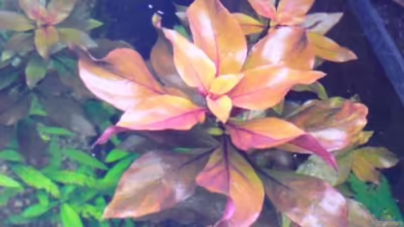 Pflanzen im Aquarium Görlitzer Wasser von kleines becken (23)