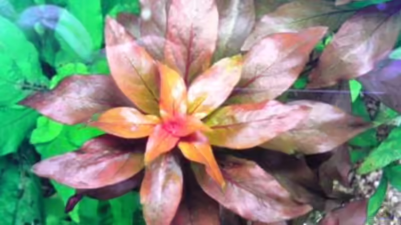 Pflanzen im Aquarium Görlitzer Wasser von kleines becken (24)