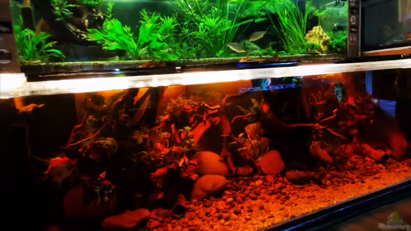 Pflanzen im Aquarium Golden River von Aquaristik NaturBegabt (2)