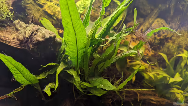 Pflanzen im Aquarium Golden River von Jan S. (7)