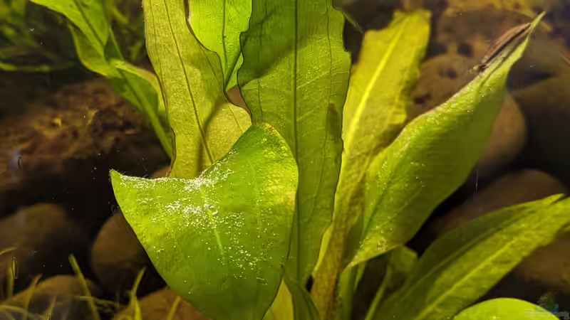 Pflanzen im Aquarium Golden River von Jan S. (8)