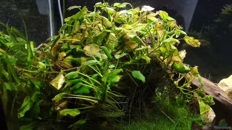 Pflanzen im Aquarium Green Caves von Radi87 (4)