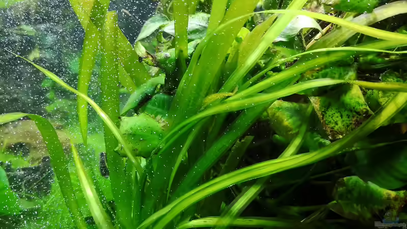 Pflanzen im Aquarium Green Caves von Radi87 (5)