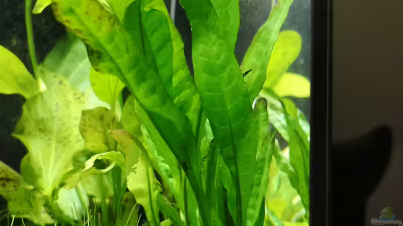 Pflanzen im Aquarium Green Caves von Radi87 (7)
