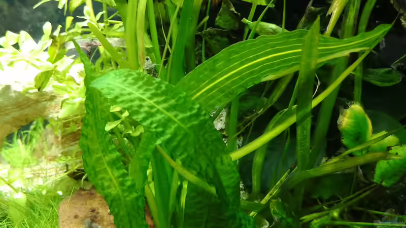 Pflanzen im Aquarium Green Caves von Radi87 (8)