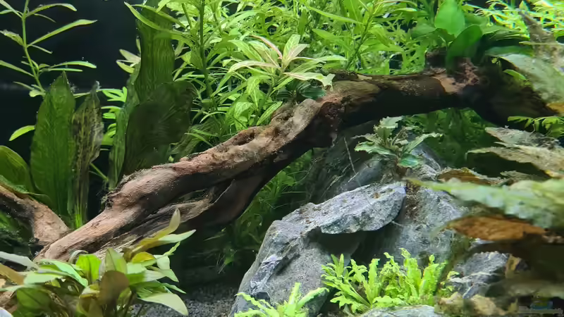 Pflanzen im Aquarium Green Island von domnk (15)