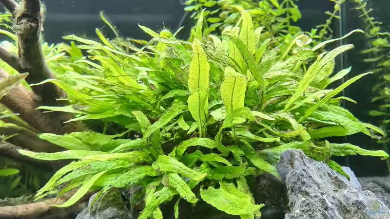 Pflanzen im Aquarium Green Island von domnk (16)