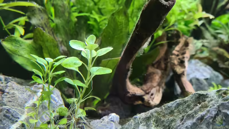 Pflanzen im Aquarium Green Island von domnk (17)