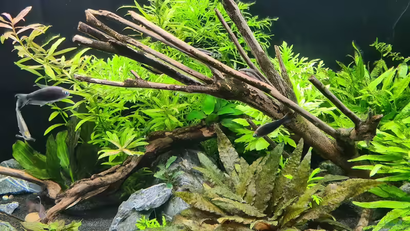 Pflanzen im Aquarium Green Island von domnk (18)