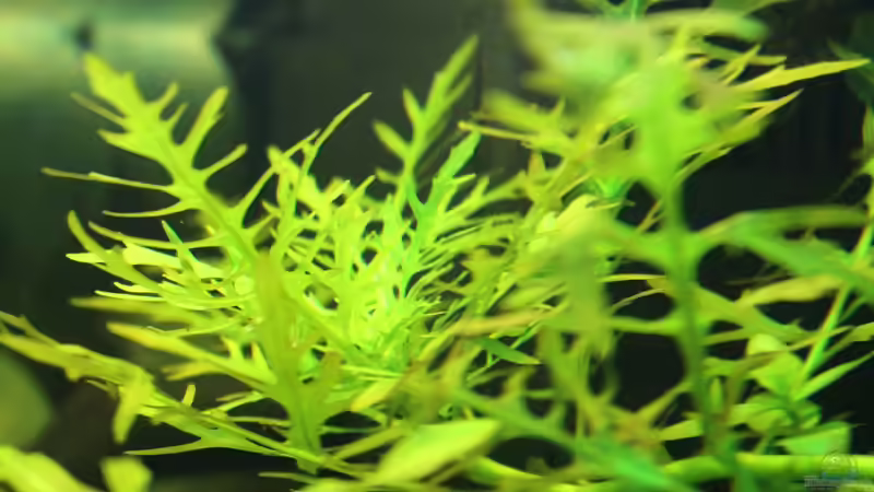 Pflanzen im Aquarium Green Life von Ralf Kl (3)