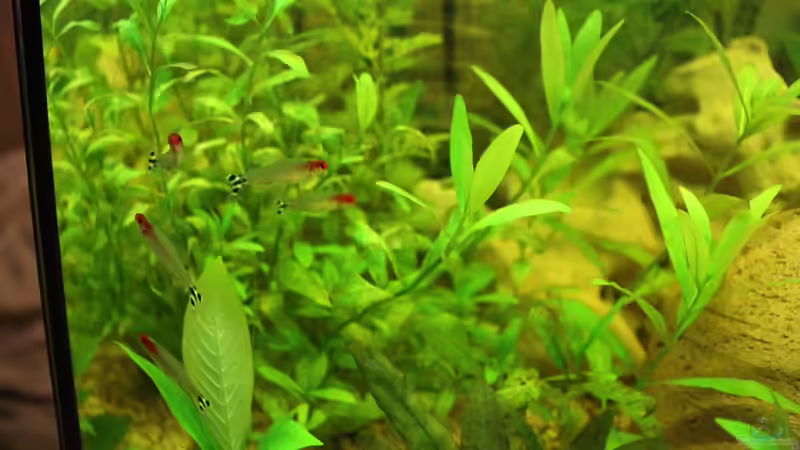 Pflanzen im Aquarium Green Life von Ralf Kl (6)