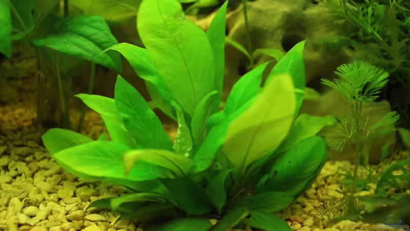 Pflanzen im Aquarium Green Life von Ralf Kl (9)