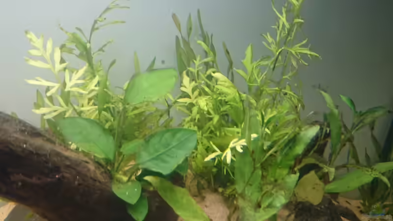 Pflanzen im Aquarium green quarry von Aquaristik-Padawan (19)