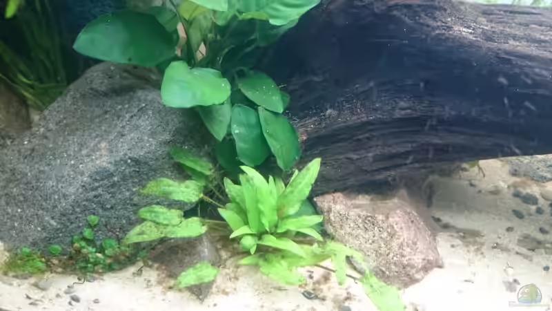 Pflanzen im Aquarium green quarry von Aquaristik-Padawan (20)