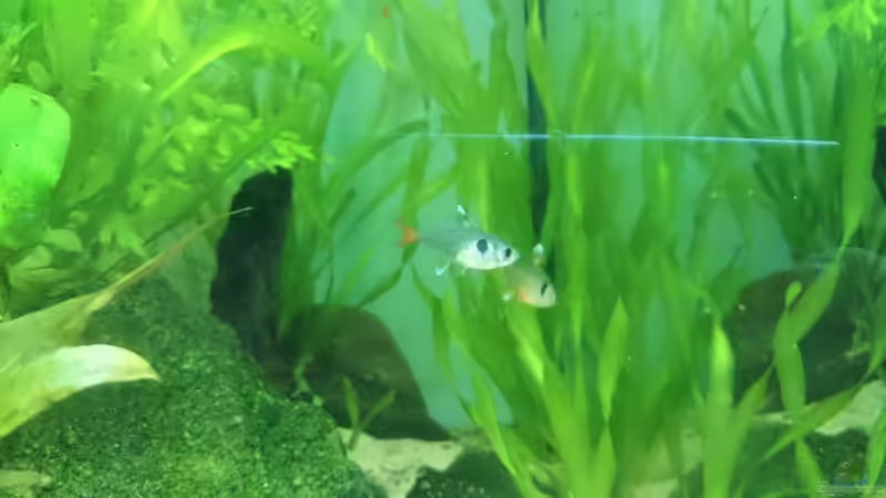 Pflanzen im Aquarium green quarry von Aquaristik-Padawan (25)