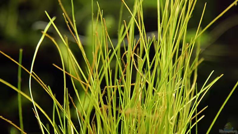 Pflanzen im Aquarium Green von Arely (11)