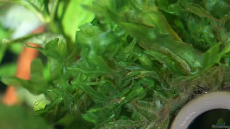 Pflanzen im Aquarium Green von Arely (12)