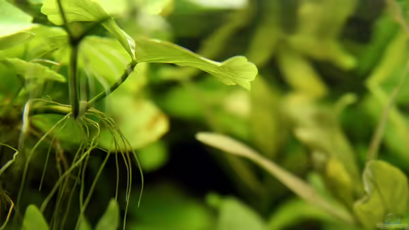 Pflanzen im Aquarium Green von Arely (13)