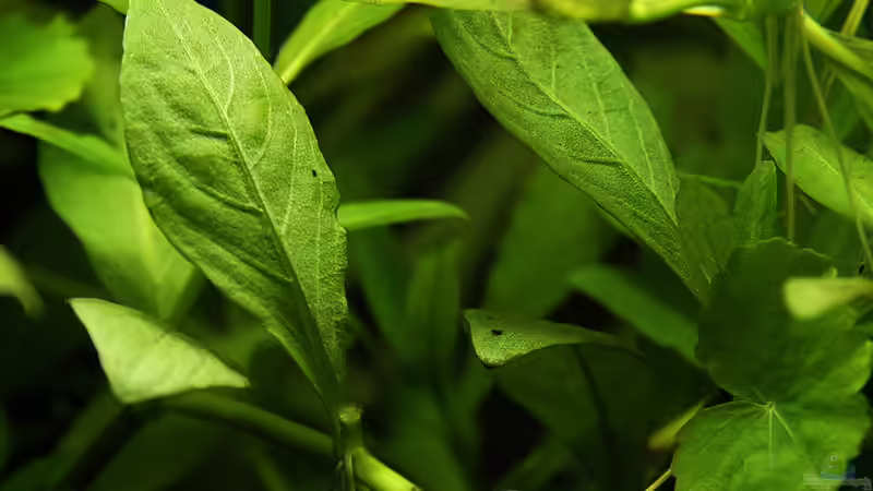 Pflanzen im Aquarium Green von Arely (14)