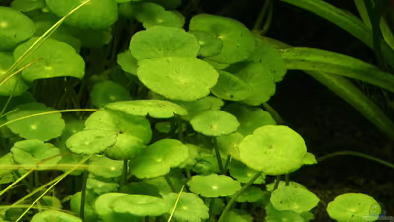 Pflanzen im Aquarium Green von Arely (15)