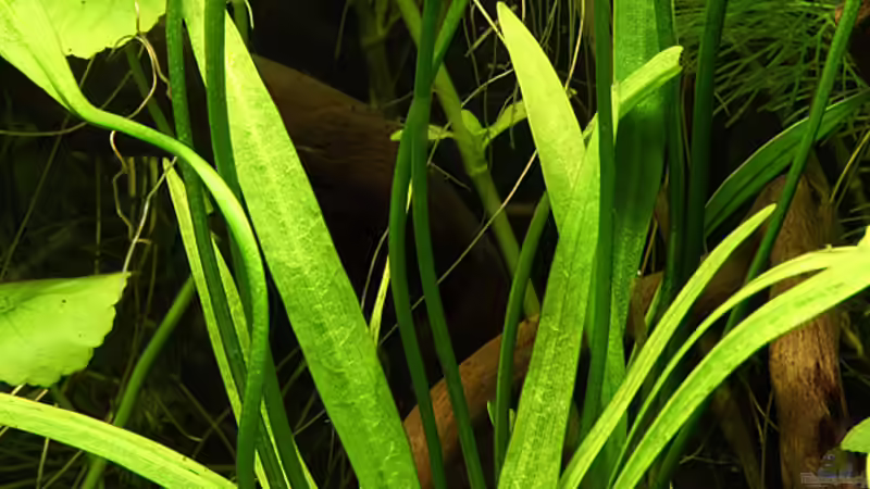 Pflanzen im Aquarium Green von Arely (16)