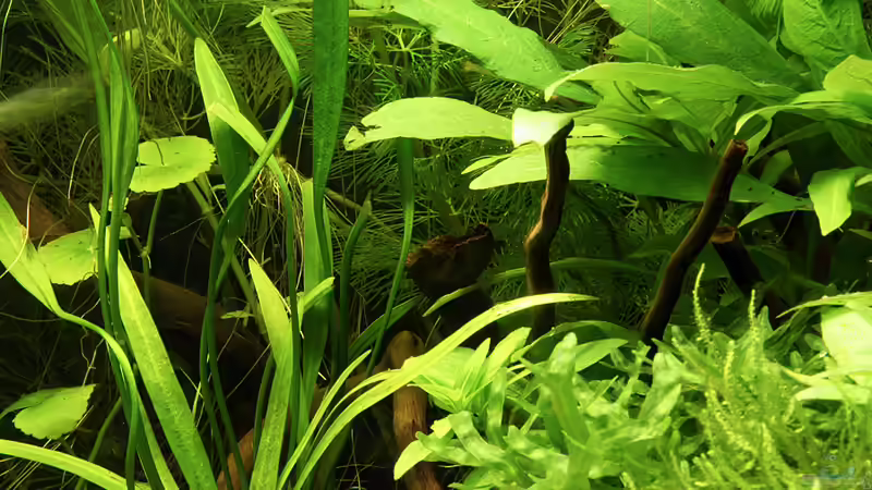 Pflanzen im Aquarium Green von Arely (17)