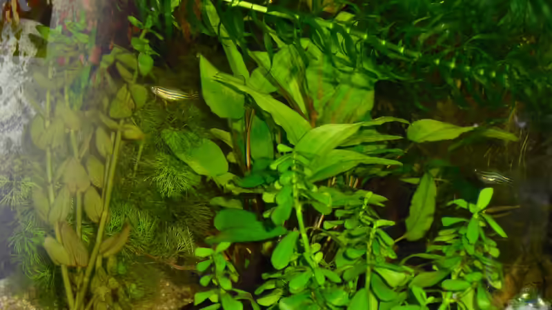 Pflanzen im Aquarium Greenscaping first one von Scaper (3)