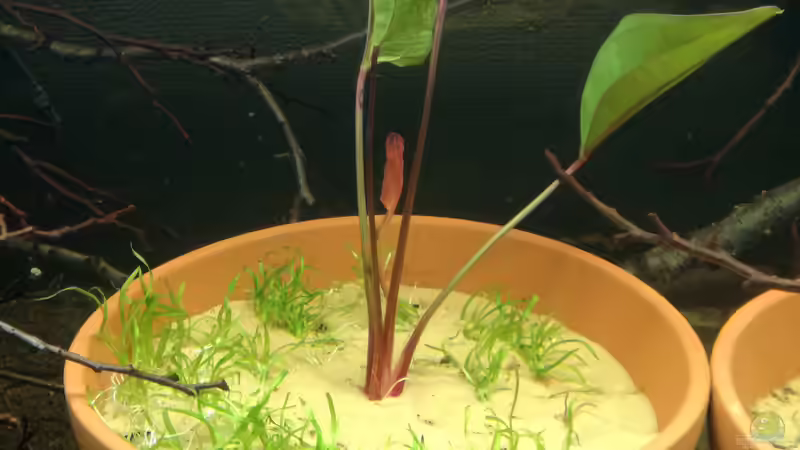 Pflanzen im Aquarium Größenkompromiss (Provisorium) von Markus J. (3)