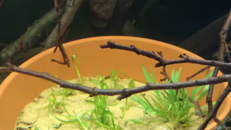 Pflanzen im Aquarium Größenkompromiss (Provisorium) von Markus J. (4)