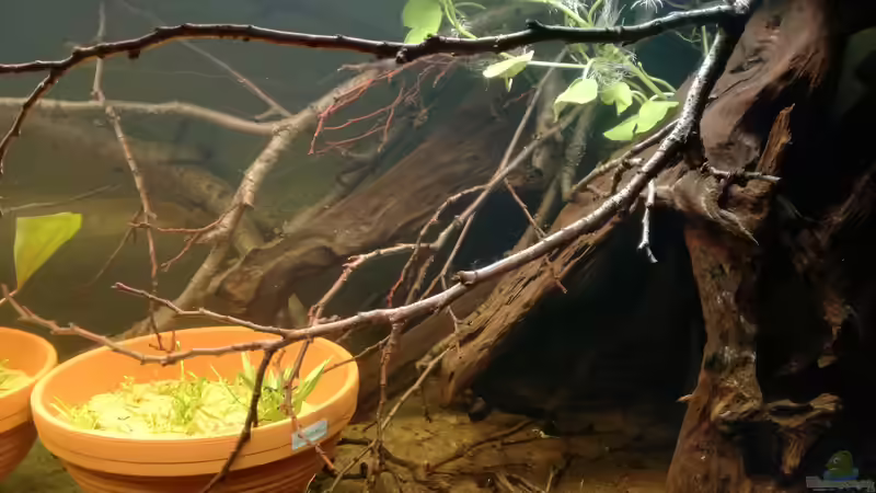 Pflanzen im Aquarium Größenkompromiss (Provisorium) von Markus J. (5)