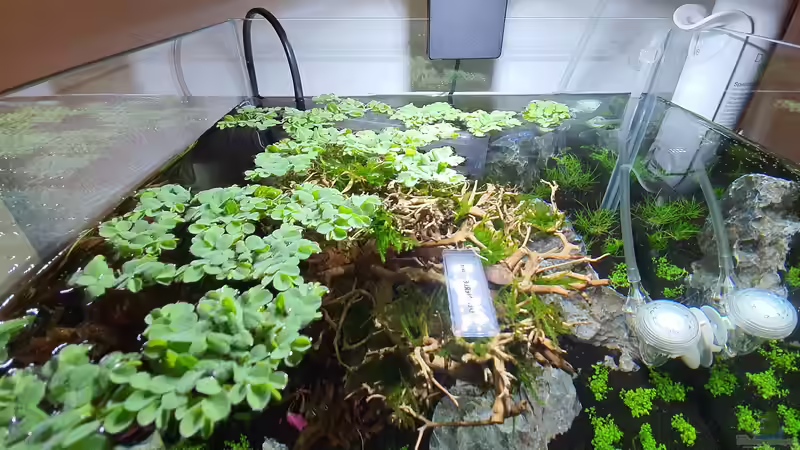 Pflanzen im Aquarium Groot von Marco B. (16)