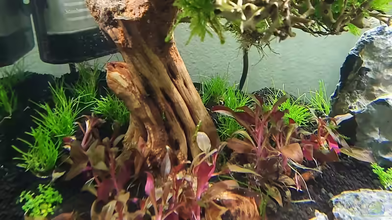 Pflanzen im Aquarium Groot von Marco B. (17)