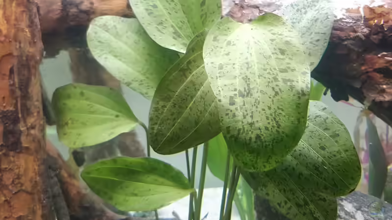 Pflanzen im Aquarium Großes Gesellschaftsbecken von Woidma (63)