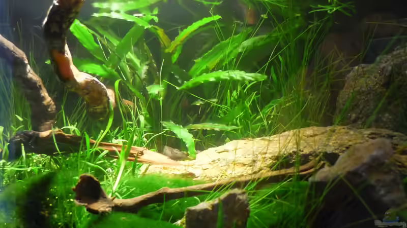 Pflanzen im Aquarium Grüne Hügel von Chris_R. (14)