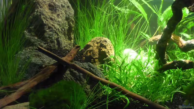 Pflanzen im Aquarium Grüne Hügel von Chris_R. (15)