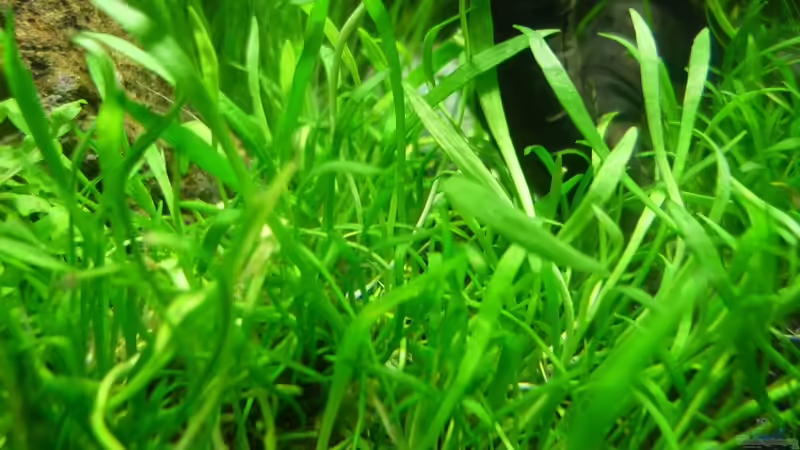 Pflanzen im Aquarium Grüne Hügel von Chris_R. (19)