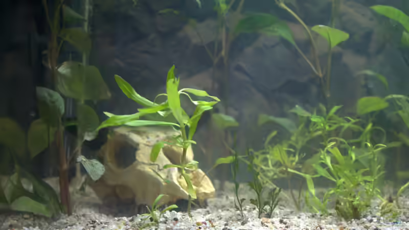 Pflanzen im Aquarium Grüne Oase (deakt) von SteB-Studio (4)