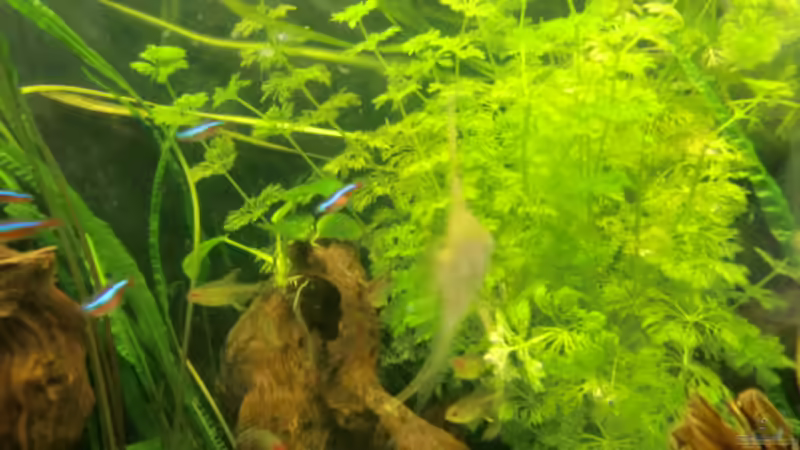 Pflanzen im Aquarium Grüne Oase existiert nur noch als Beispiel von Josef Braun (4)