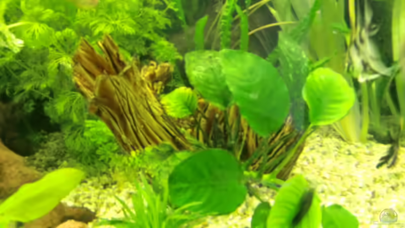 Pflanzen im Aquarium Grüne Oase existiert nur noch als Beispiel von Josef Braun (7)