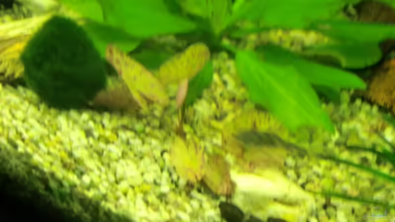 Pflanzen im Aquarium Grüne Oase existiert nur noch als Beispiel von Josef Braun (9)