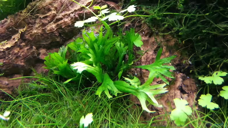 Pflanzen im Aquarium Grüne Wiese von Marcel Reiter (12)