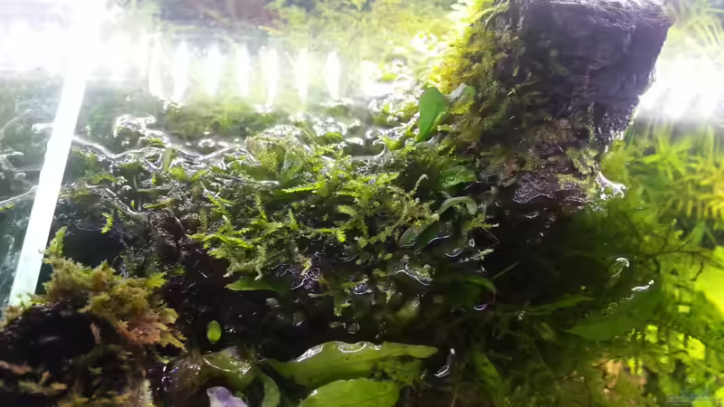 Pflanzen im Aquarium Grüne Wiese von Marcel Reiter (13)