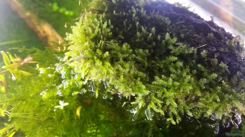 Pflanzen im Aquarium Grüne Wiese von Marcel Reiter (14)