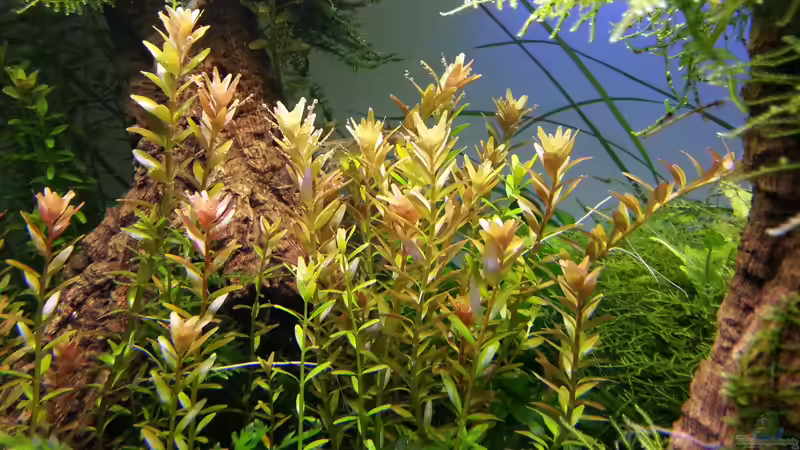 Pflanzen im Aquarium Grüne Wiese von Marcel Reiter (15)