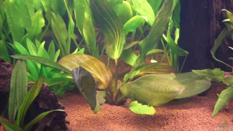 Pflanzen im Aquarium Grüner Amazonas von Misterdaddy (6)